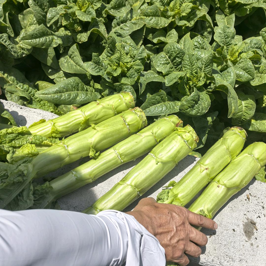 茂县先凯家庭农场