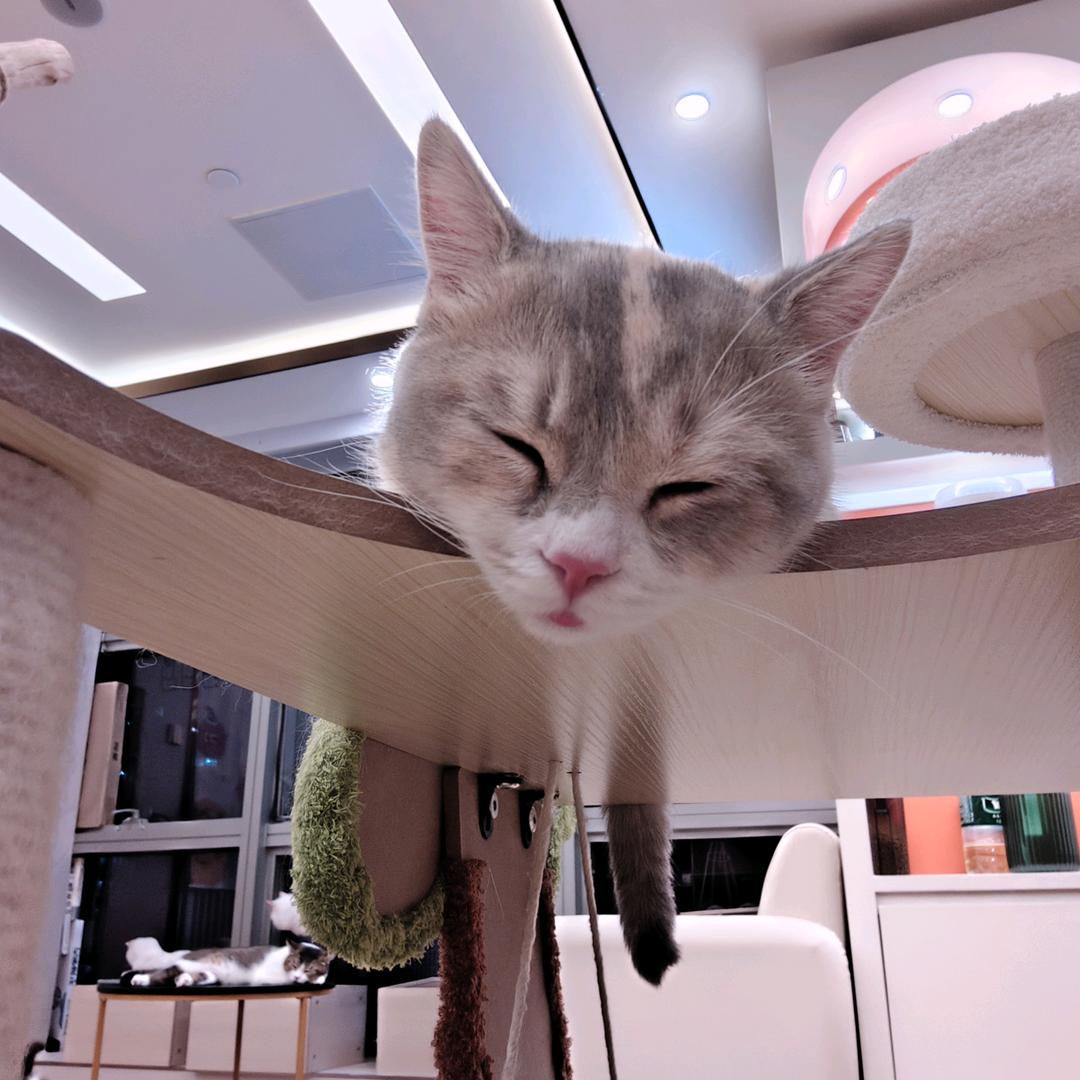 碳烤小肥羊