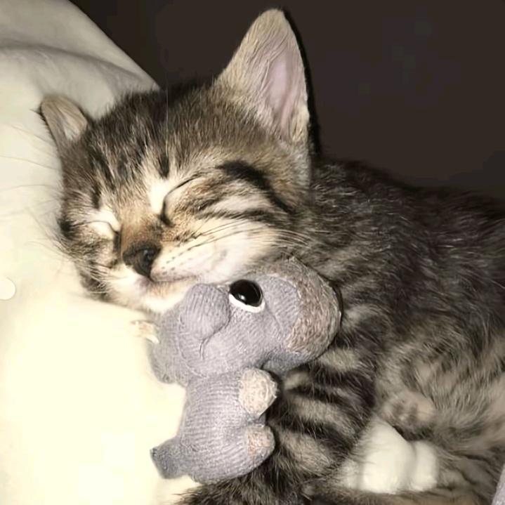 Kioy