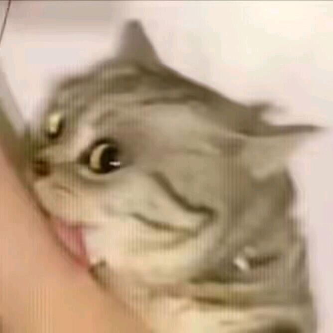 小鸽