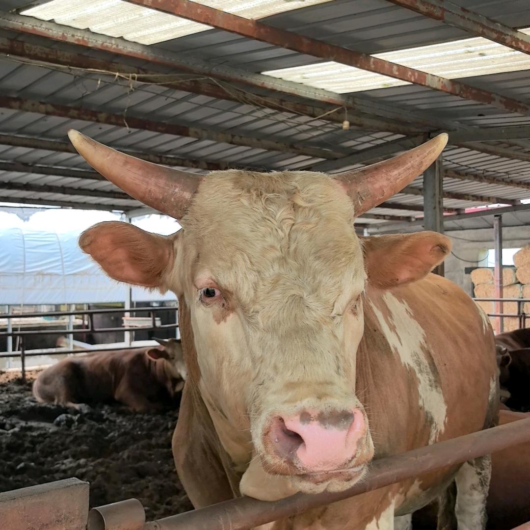 肉牛养殖场