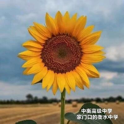 中未·中衡学校-赵老师