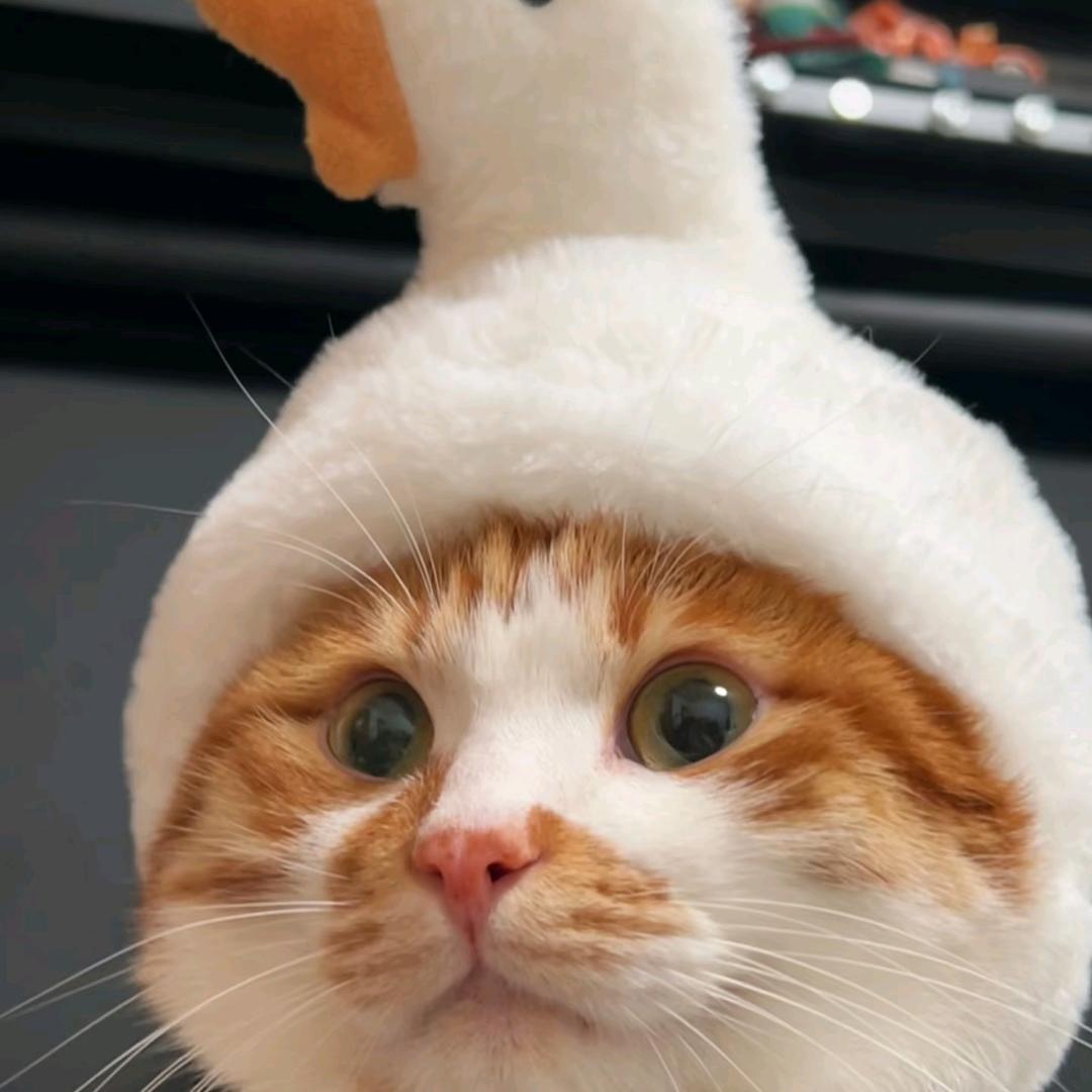 猫猫鱼头🐟