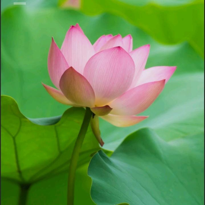 竹子