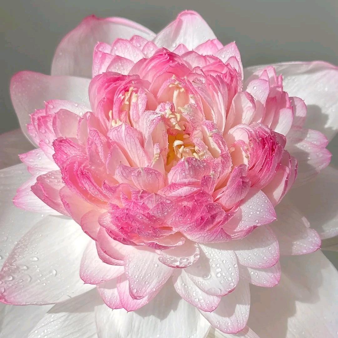 西安莲湖青橙体检-李美美