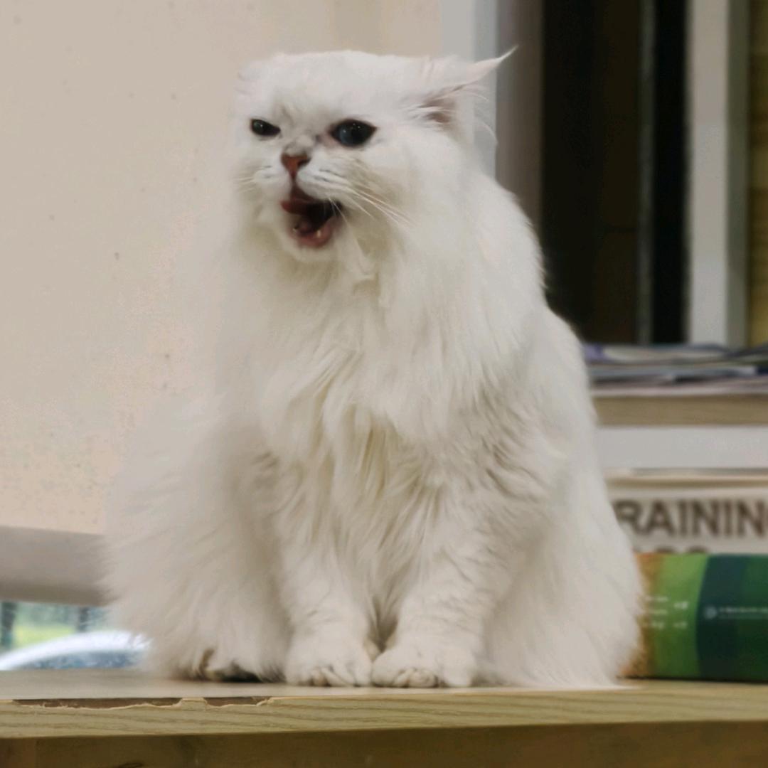 醉酒猫