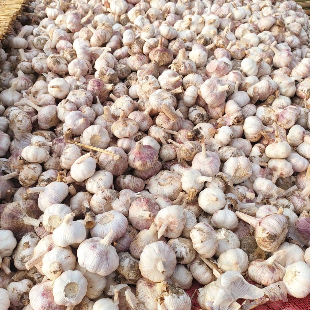 xiaoshoupangdudu