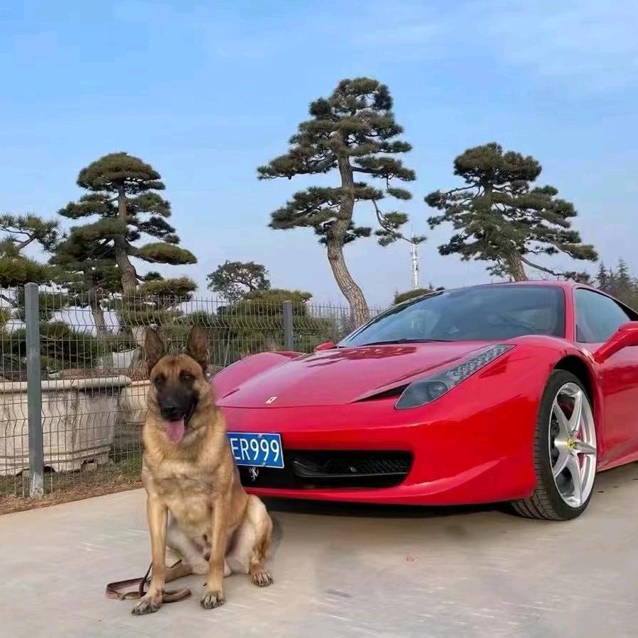 训犬师任大波