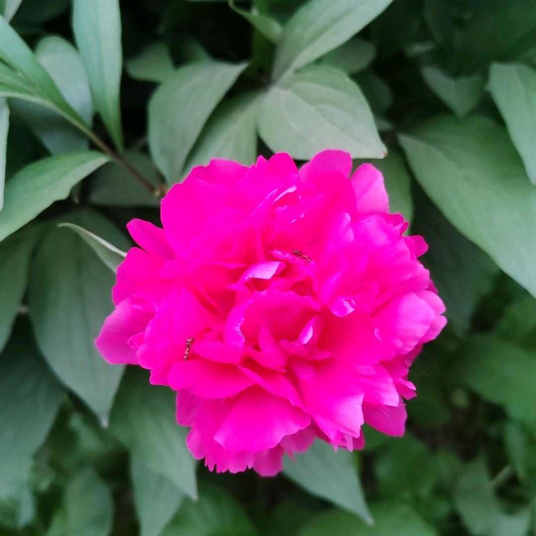 从此我碰花碰草不碰情