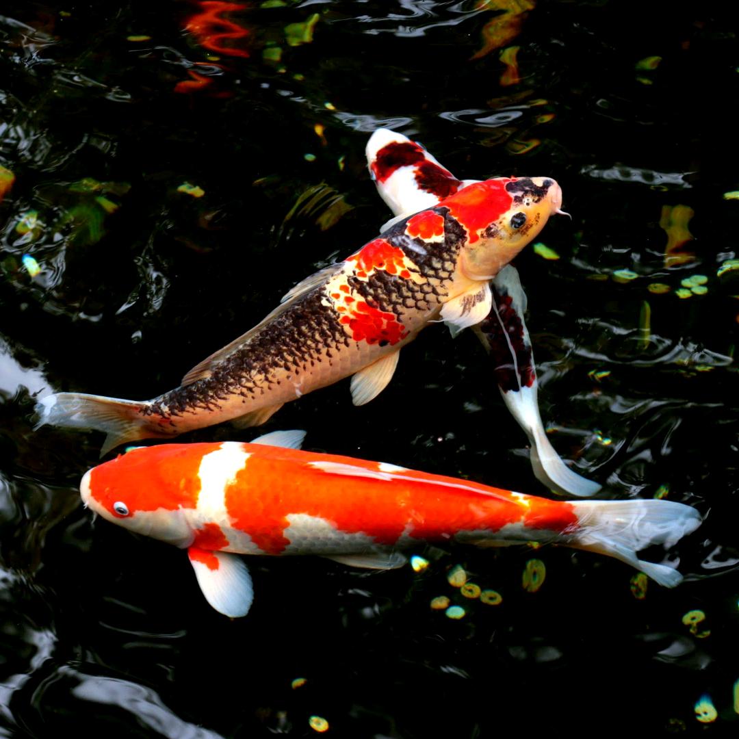 春和景明园林景观