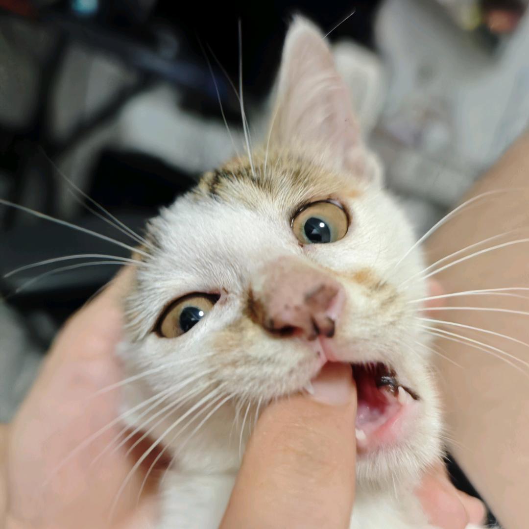 泡芙和糯米的日记🐱