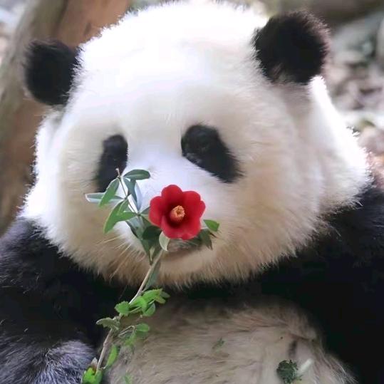 🌹善🌹缘🌹