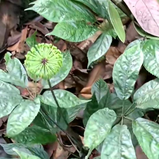 🇨🇳杏花予🇨🇳