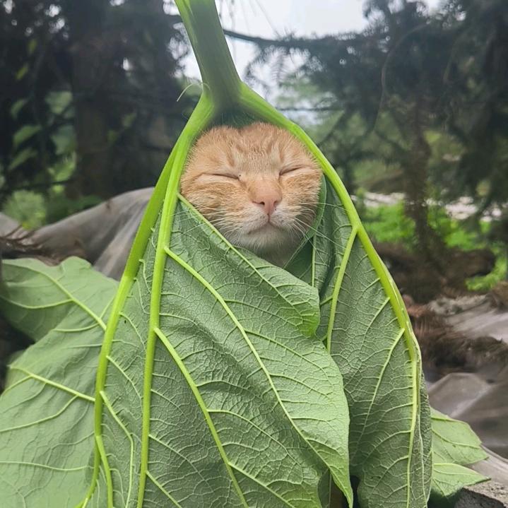 妞妞🐯