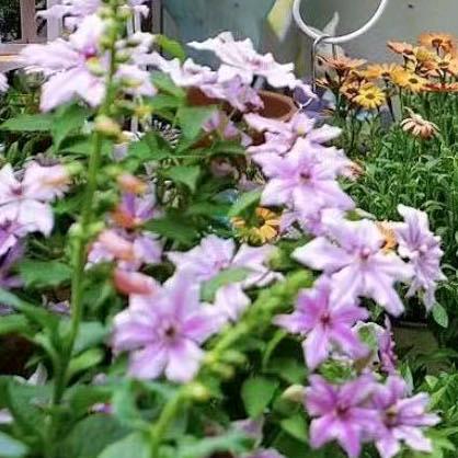 茶花园艺基地