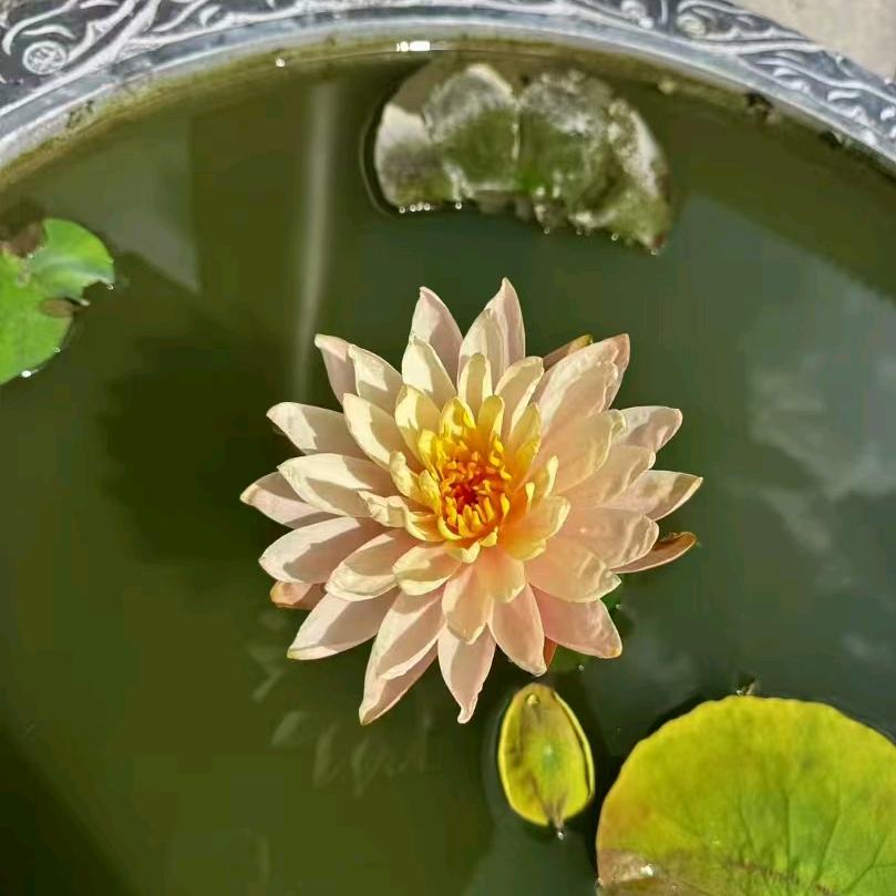 子昆，