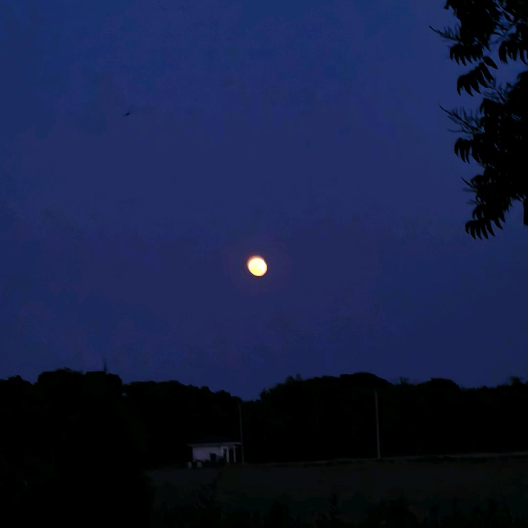 一只快乐的橙子🍊