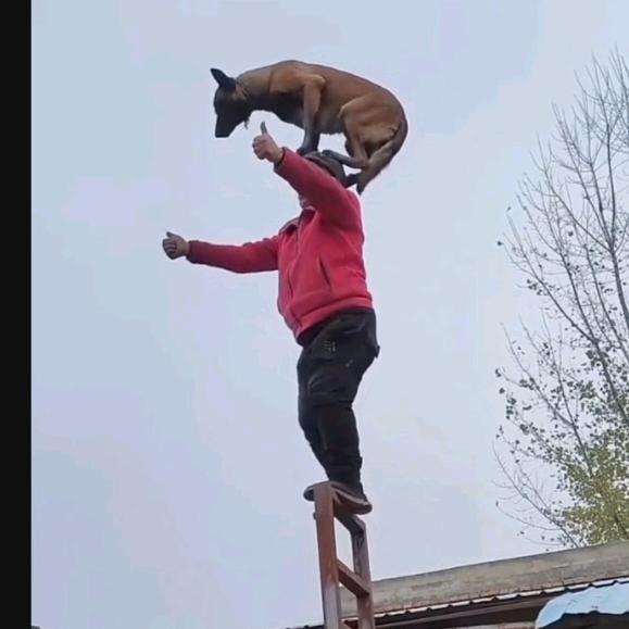 中国陕西名人名犬