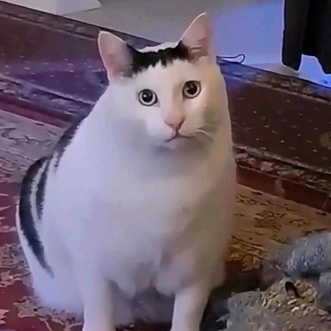 天猫晨叶之邪恶的西红柿