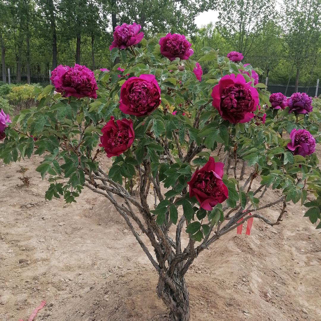 牡丹芍药推广中心