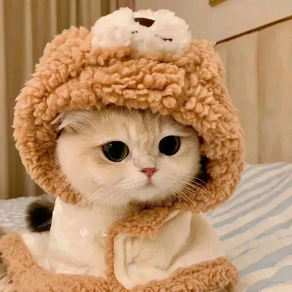 🐾蛋