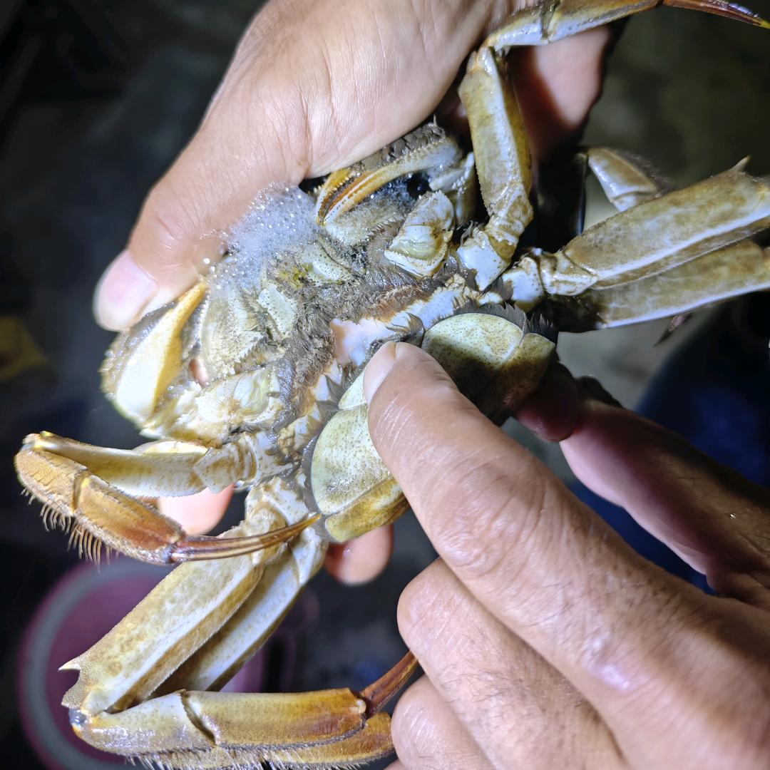 高淳大闸蟹养殖主理人