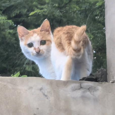 柯不莱特