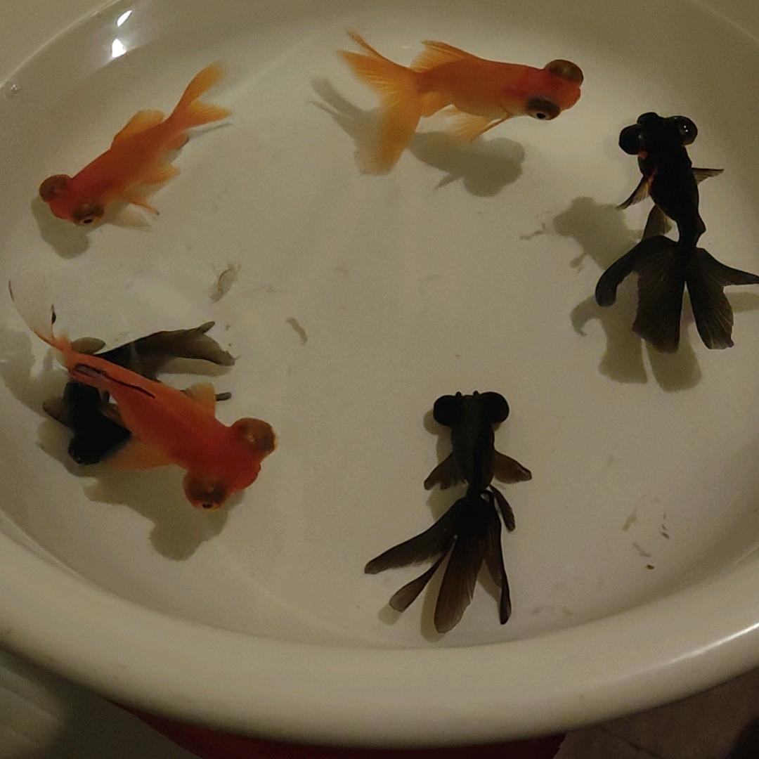 清晏如
