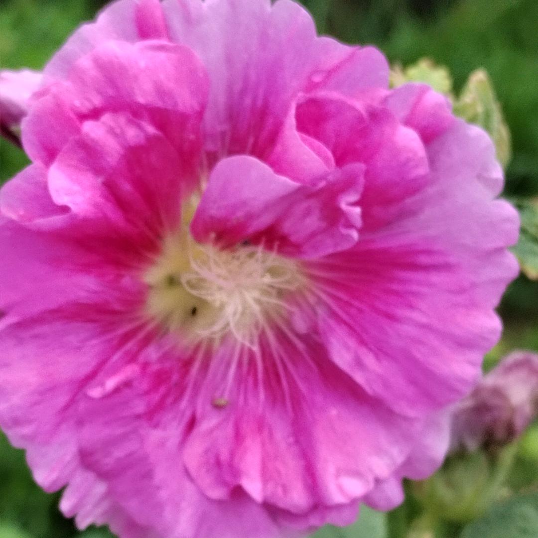花开富贵😊
