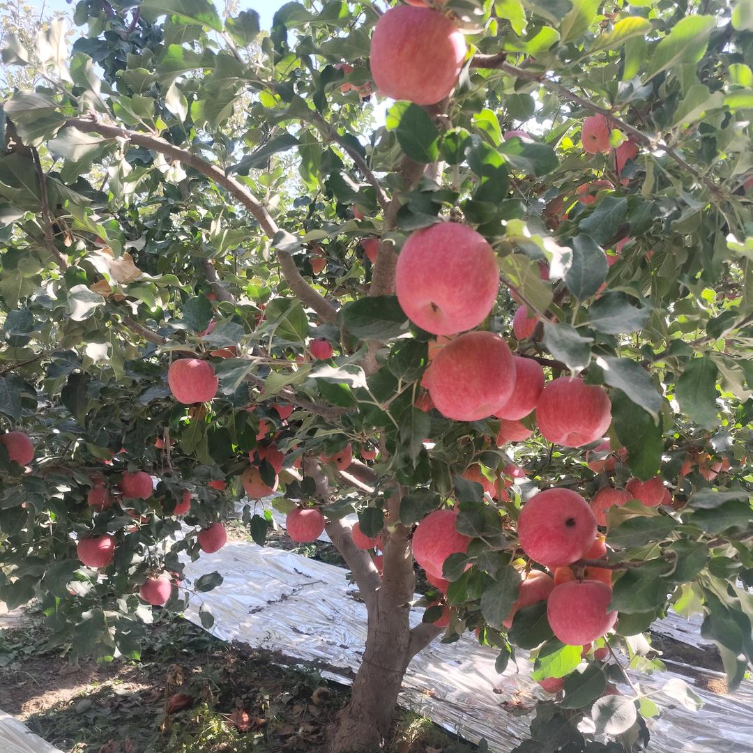 新疆阿克苏冰糖心苹果