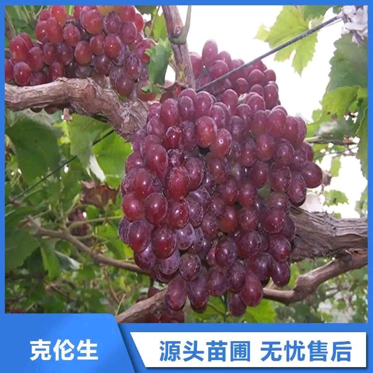 广宗谷丰农牧优品小铺