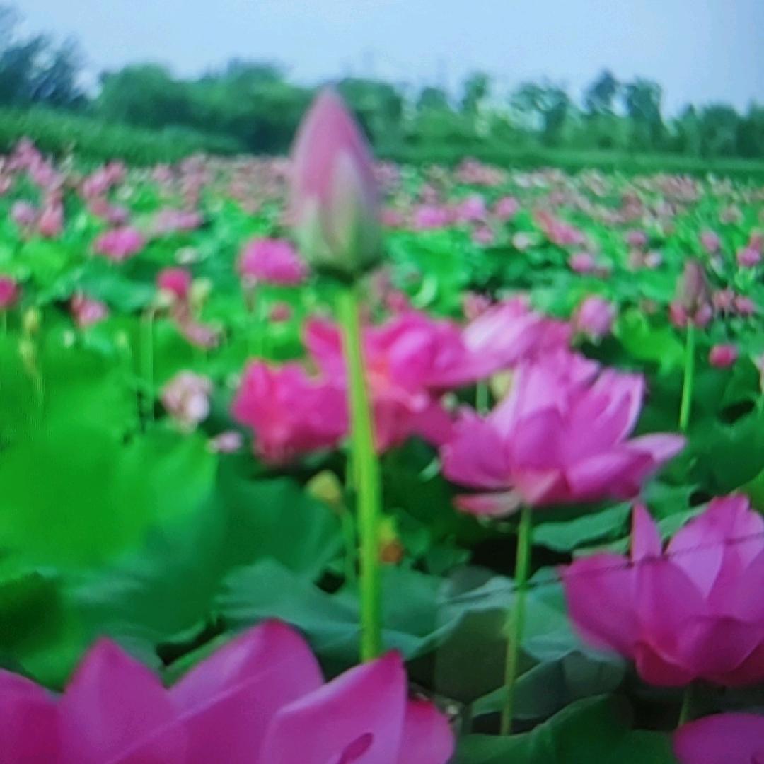 我是太阳