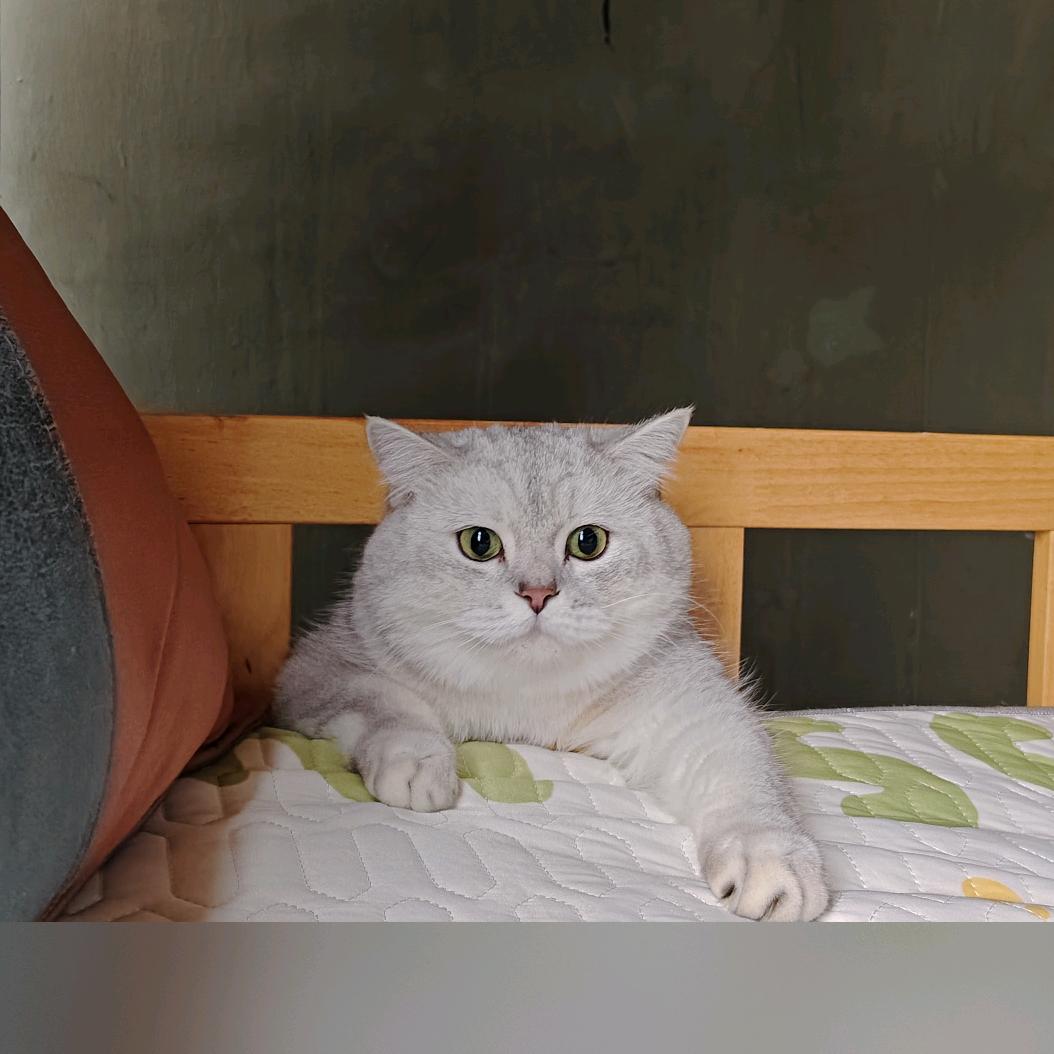 张狗蛋＆加多宝