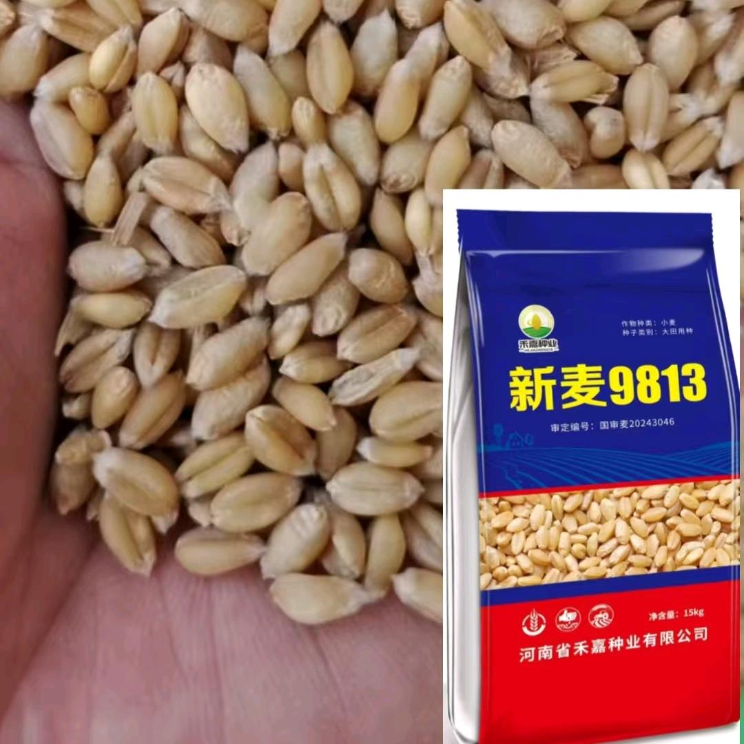 禾嘉种业韩红
