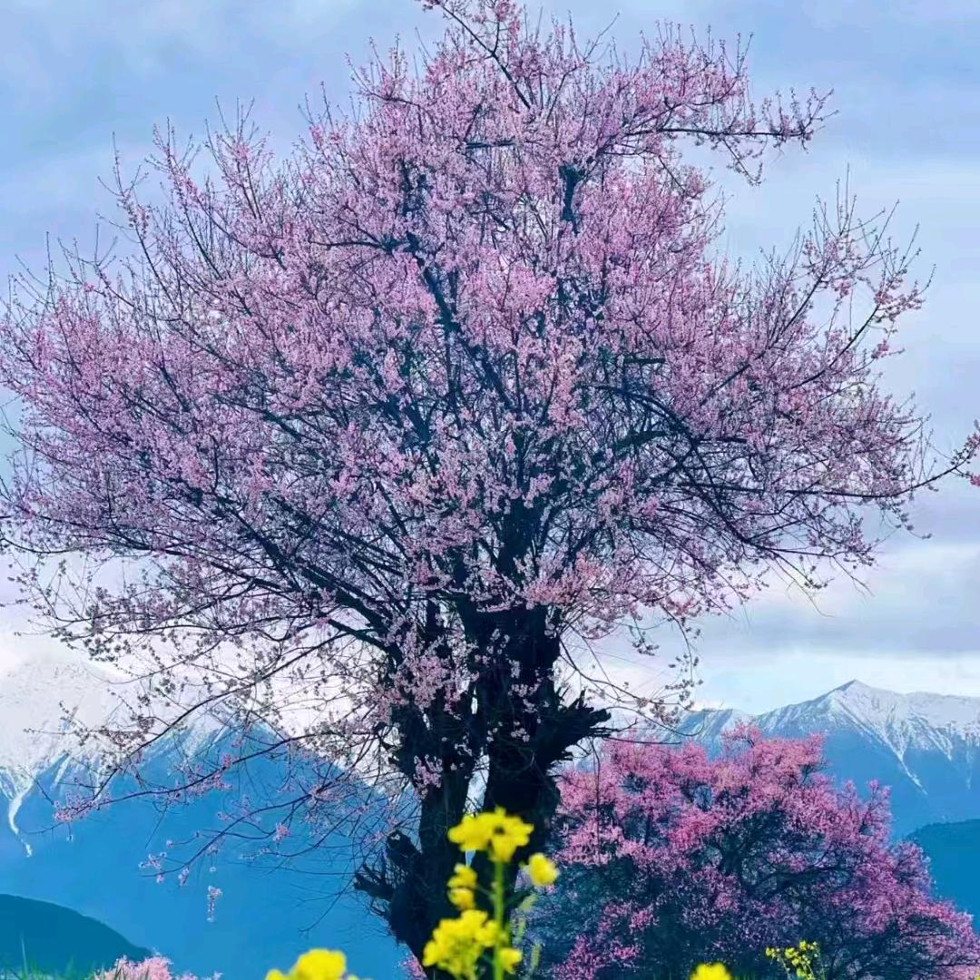 九华地藏心（明娜师兄）