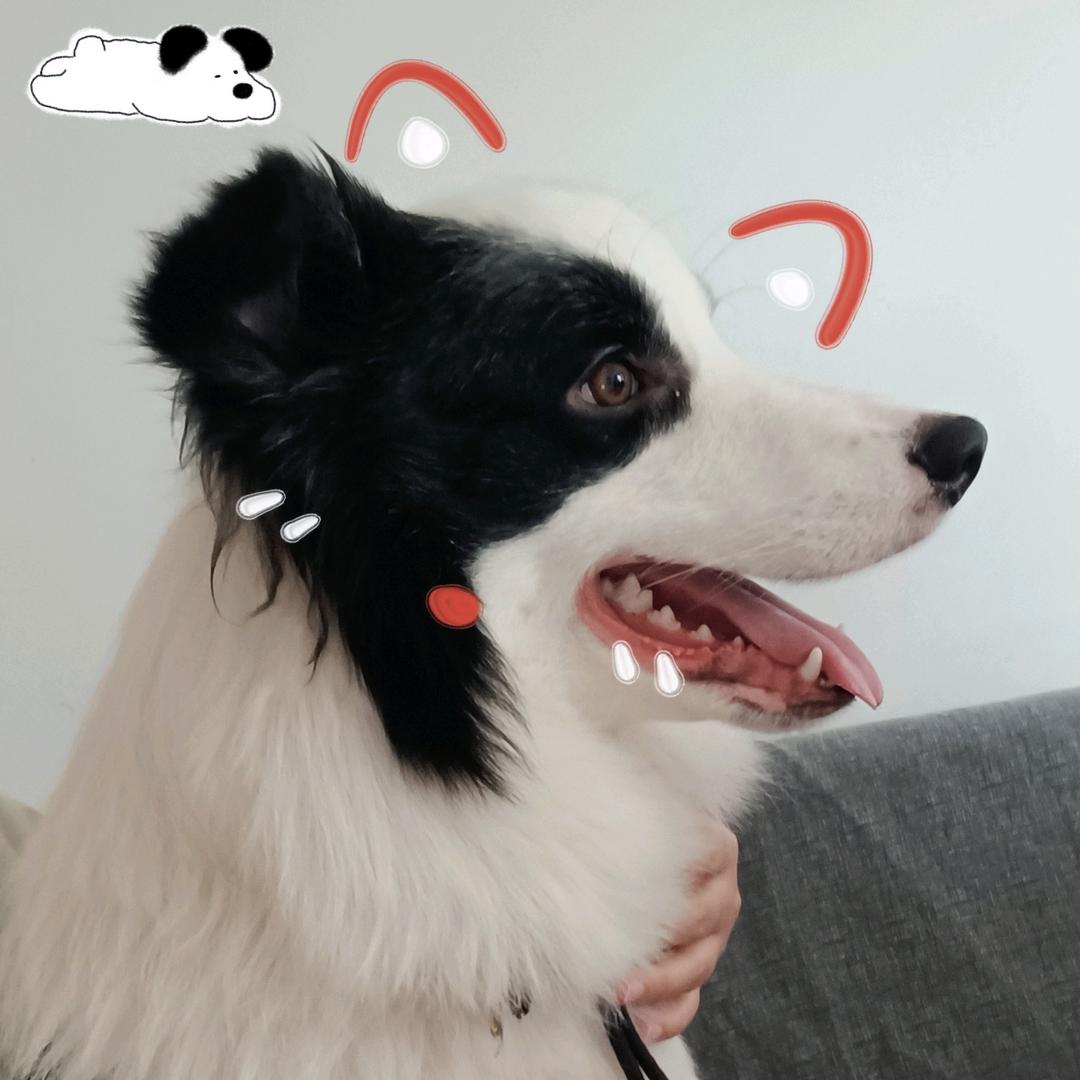 边牧元宝