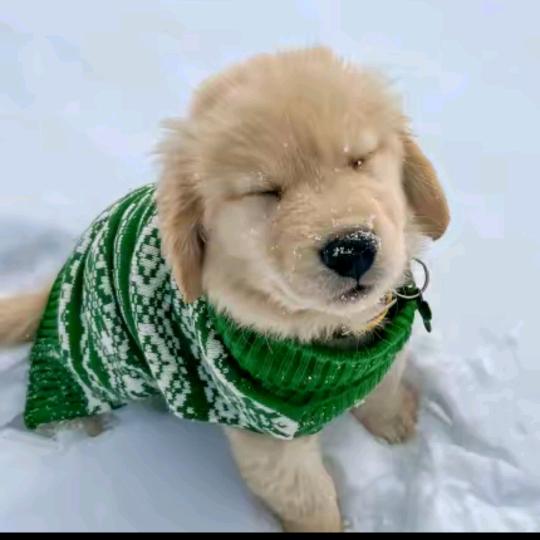 爱吃西瓜的小虾