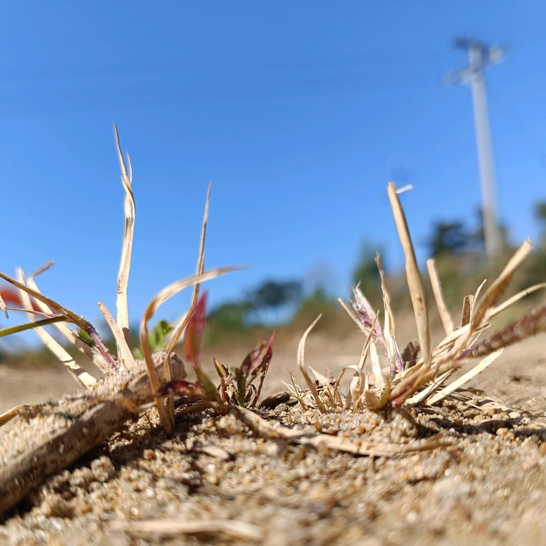 等风沙