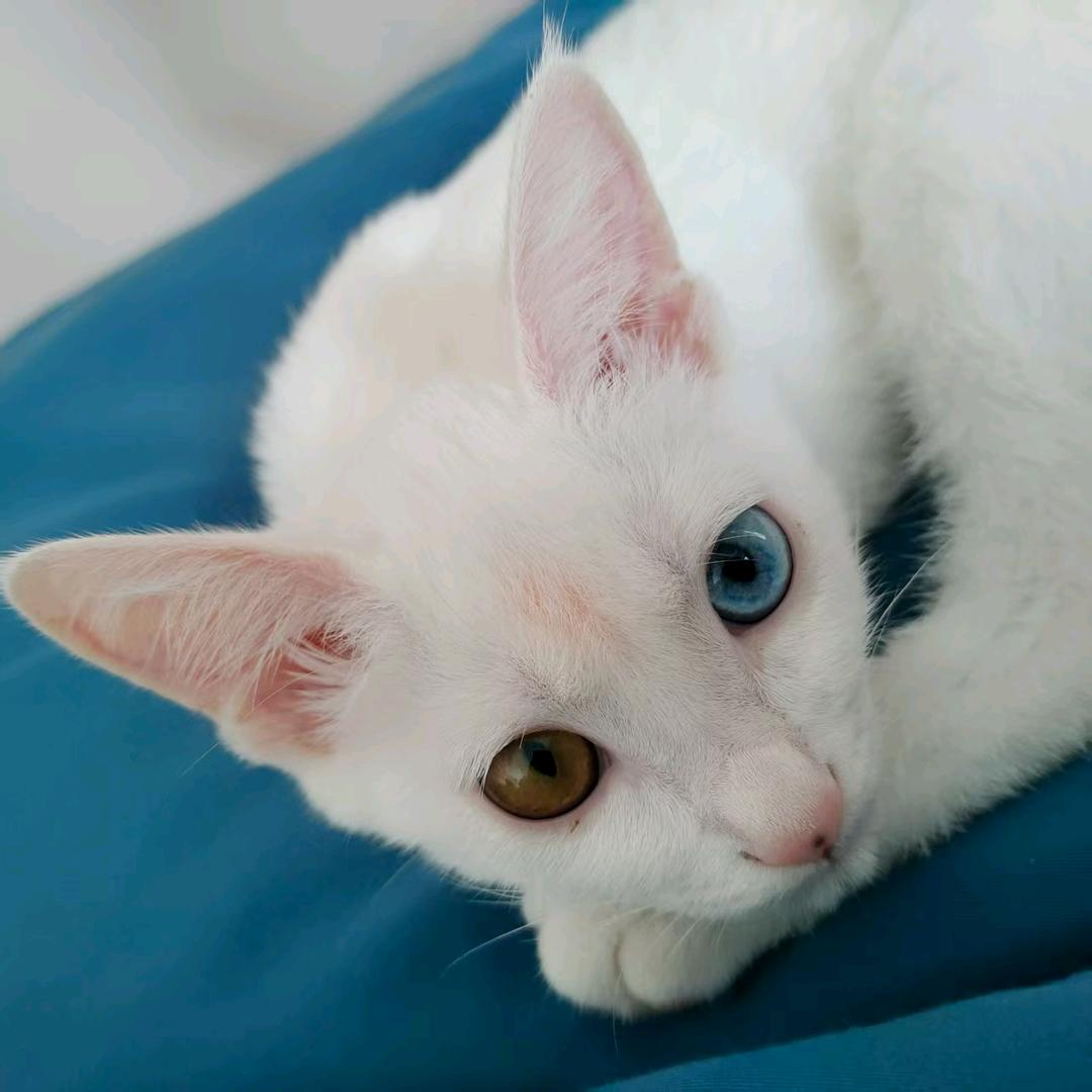 顺子是只猫