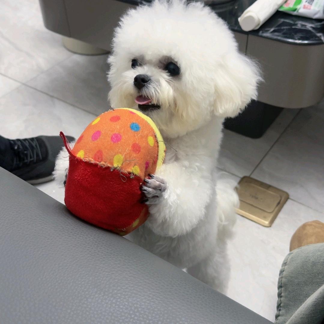 米粒是只小比熊呀