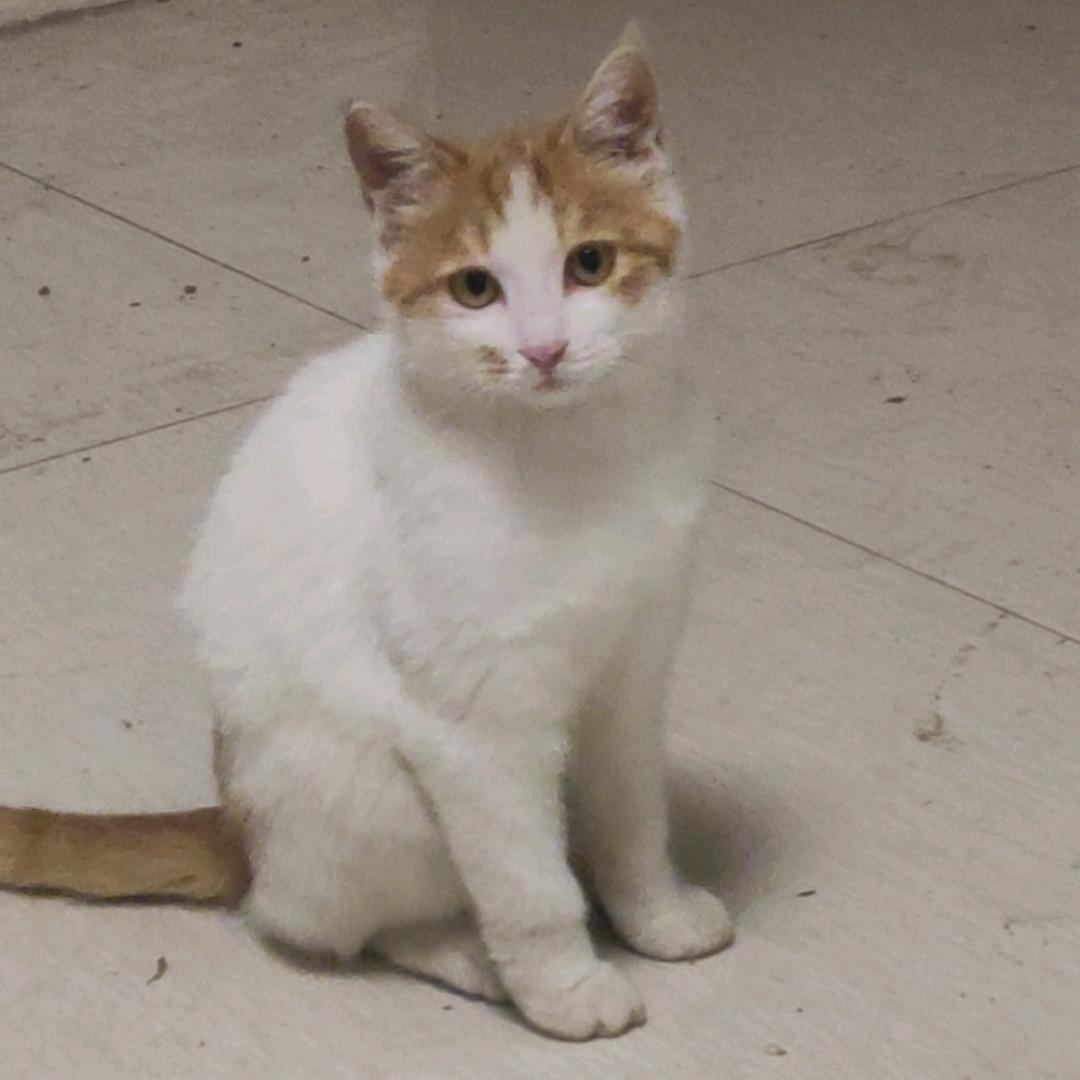 胖虎是只🐱