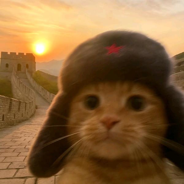 Z仔
