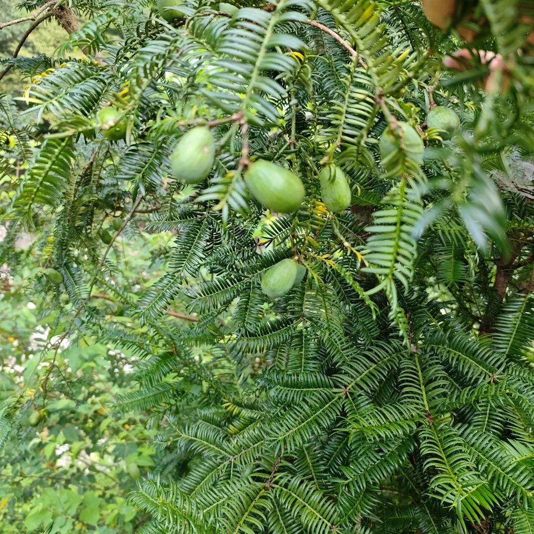 雨后彩虹*