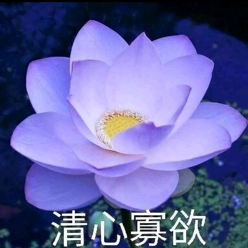 花开富贵1