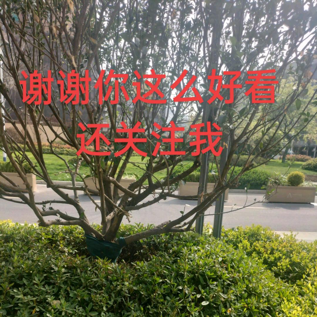 首播筹备中）