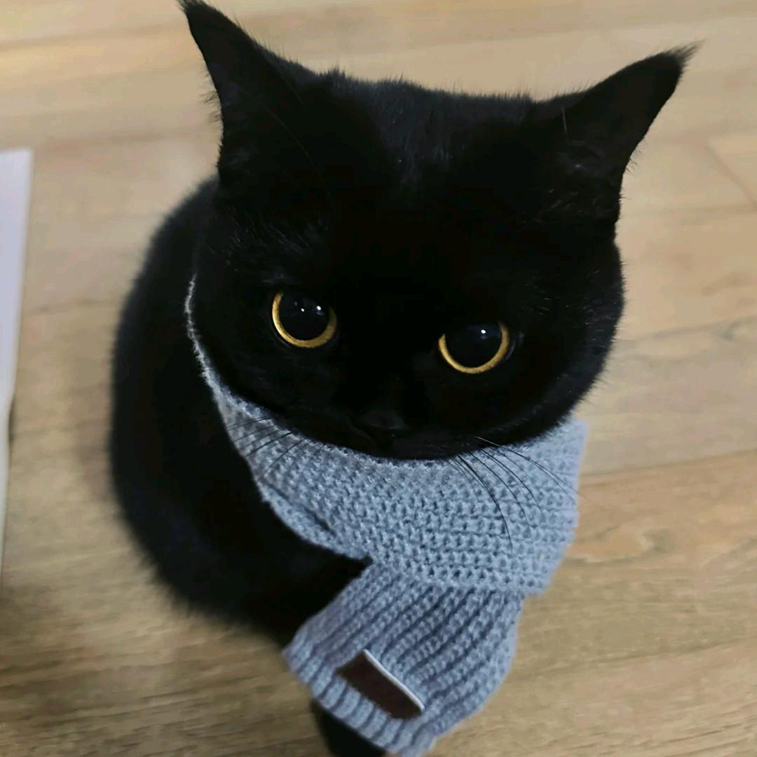 云霧茶
