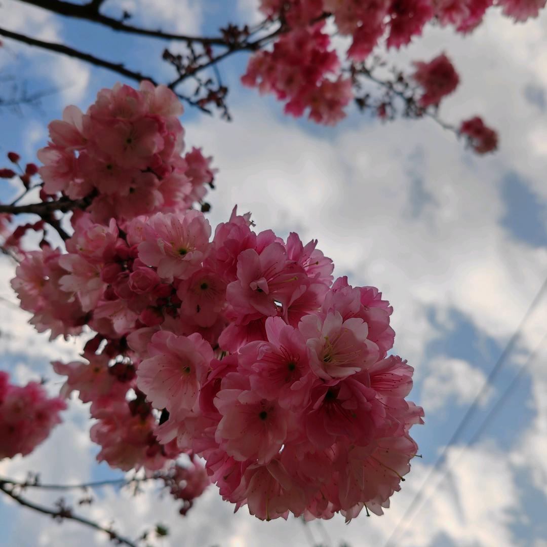 袁碟