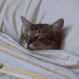 马尔济斯收购商