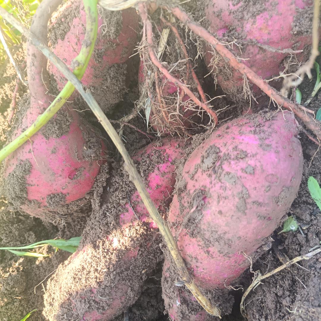 定远能仁粉丝，专业种植红薯，李厚考