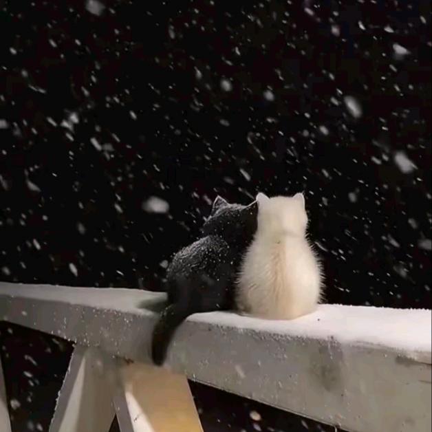 ᰔᩚ古灵精怪✌︎🪐⁸³¹